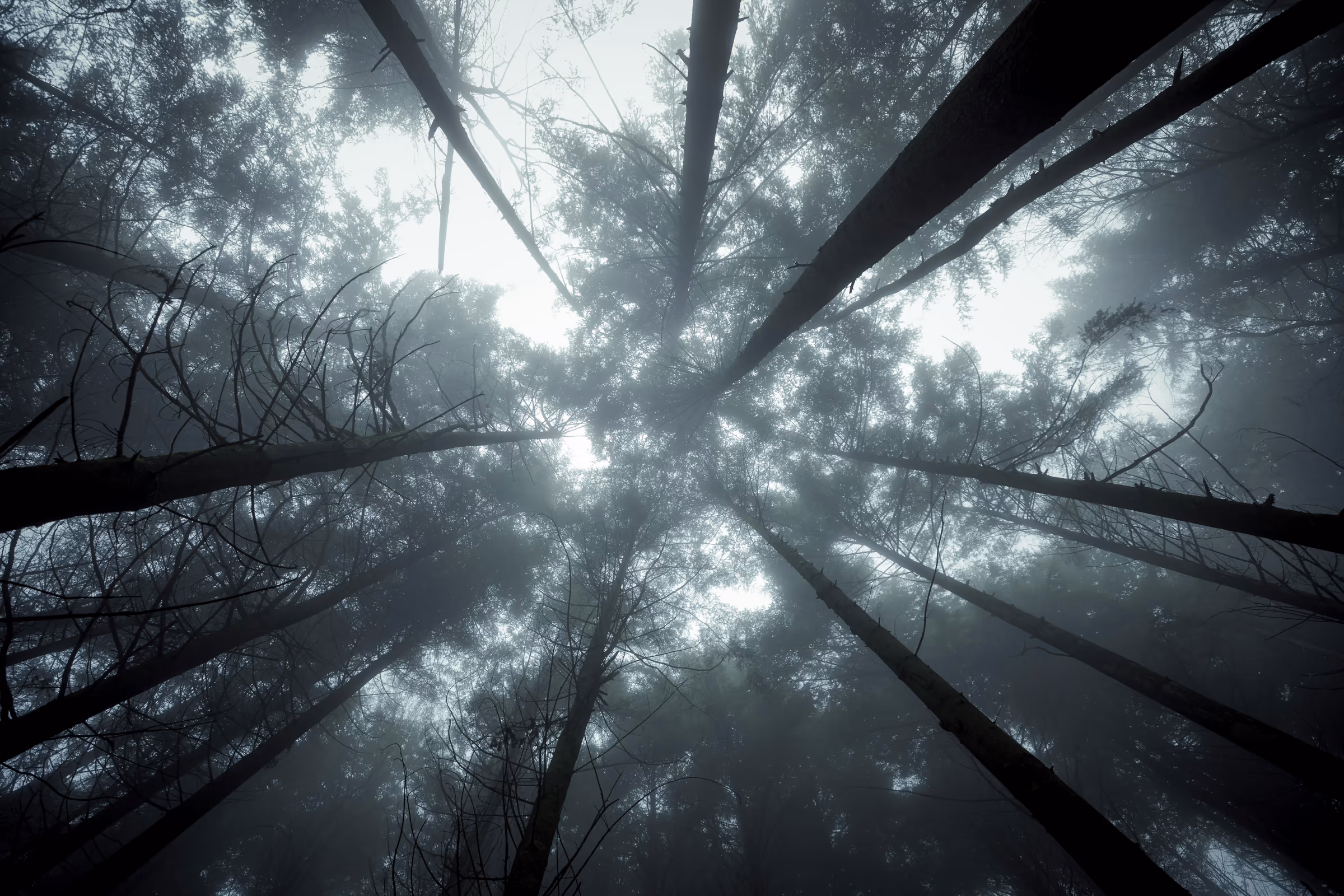 Foggy forest canopy viewed from below